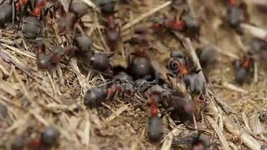 <strong>红木</strong>蚁在巢上活动.. 春天里有<strong>红木</strong>蚁的花盘